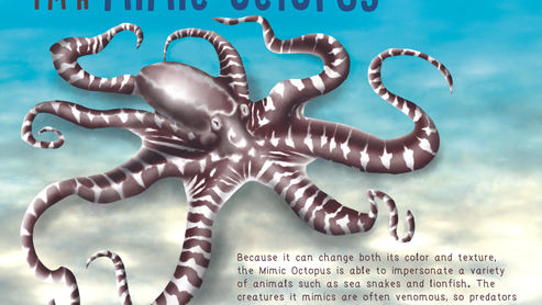 Octopus SpeedPaint